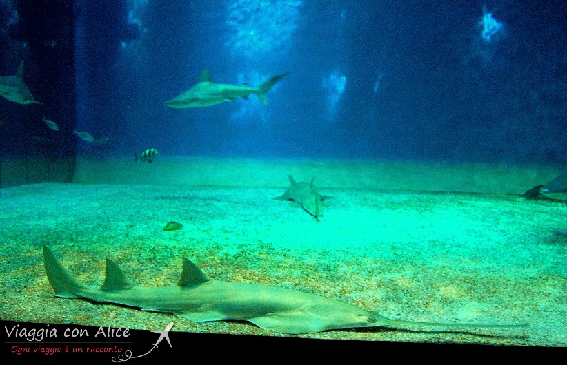Viaggia Con Alice Mini Crociera Msc Splendida Acquario Di Genova5