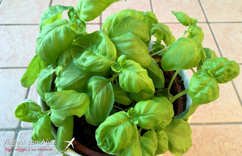 Campionato Mondiale Pesto Al Mortaio 2018 Genova - Viaggia Con Alice