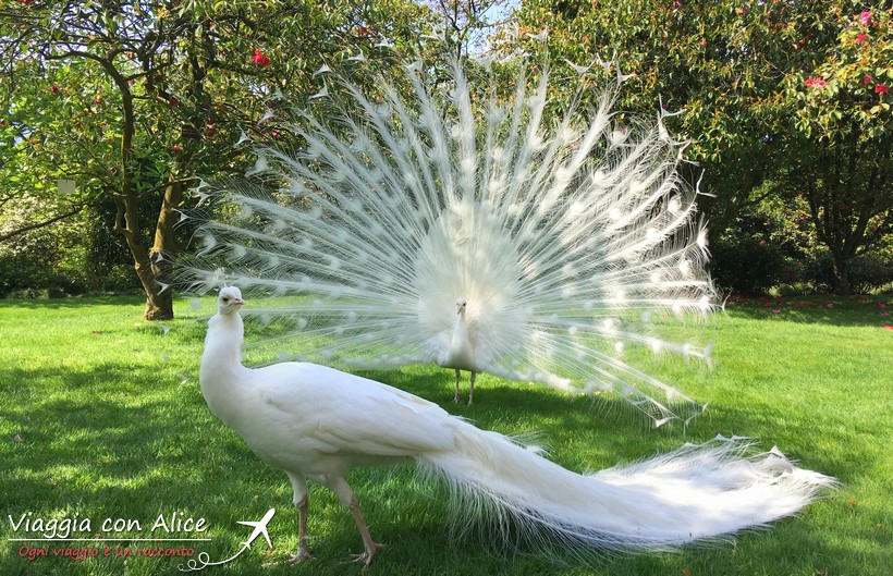 Pavoni albini Isole Borromee Lago maggiore