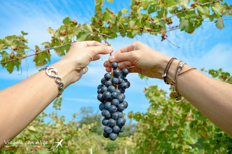 grappolo uva nera