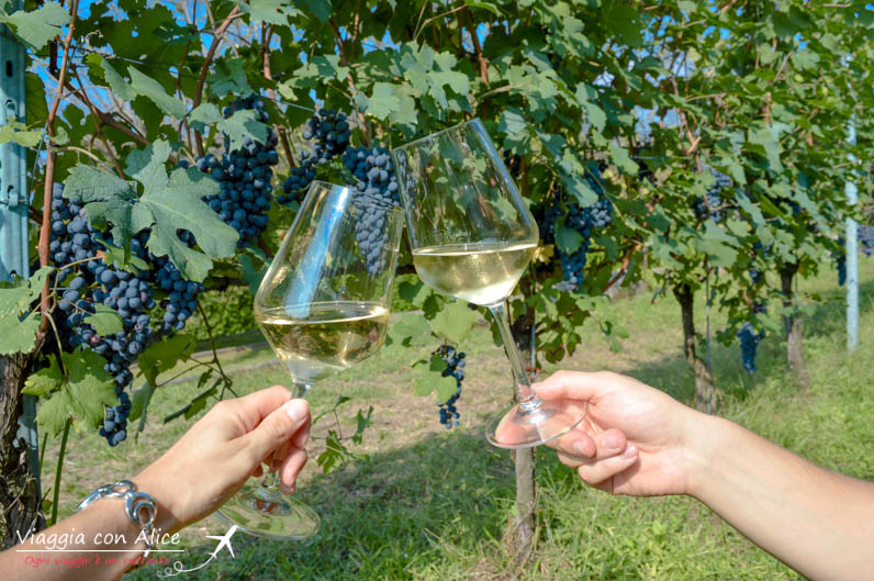 Angera In Vigna Viaggia Con Alice