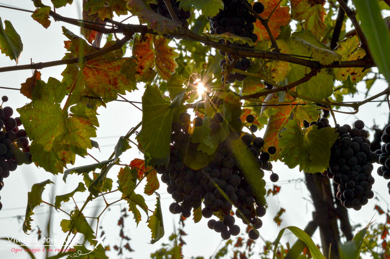 Angera In Vigna Viaggia Con Alice