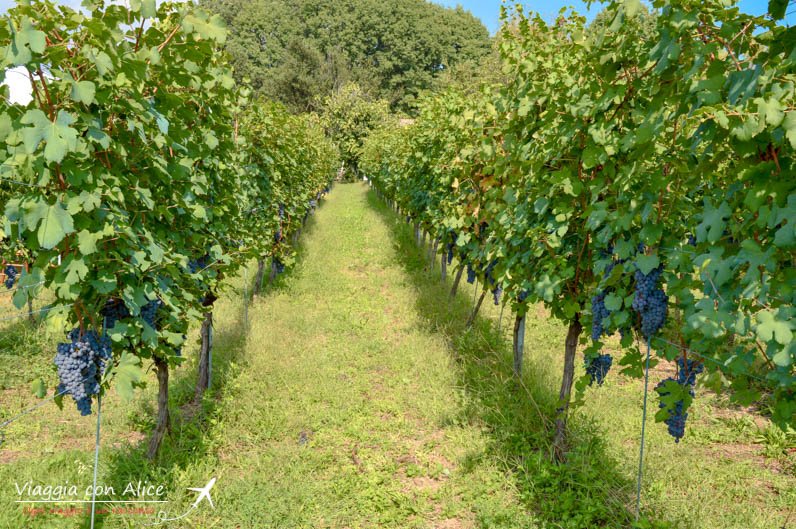 vigneti cascina piano angera