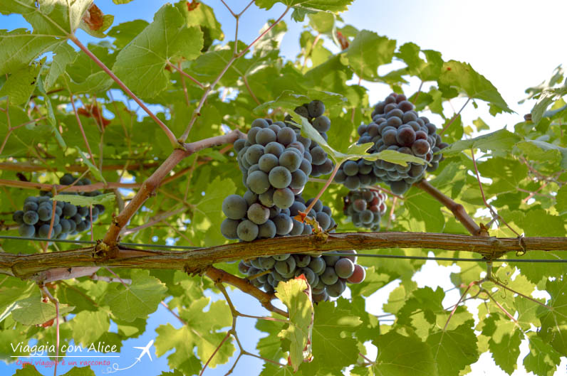 vigneti cascina piano angera