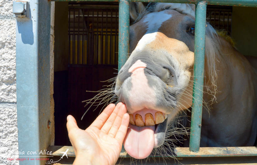 cavalli centro ippico