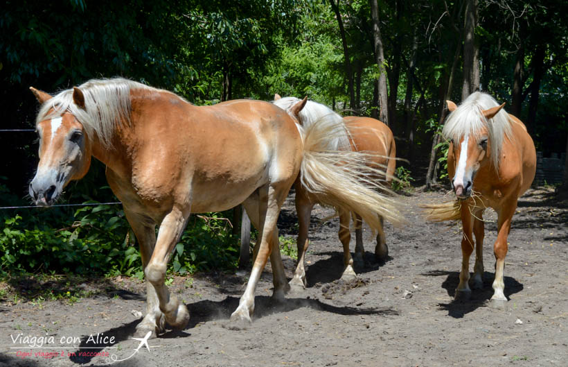 cavalli centro ippico