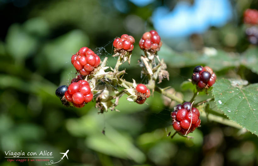 frutti di bosco
