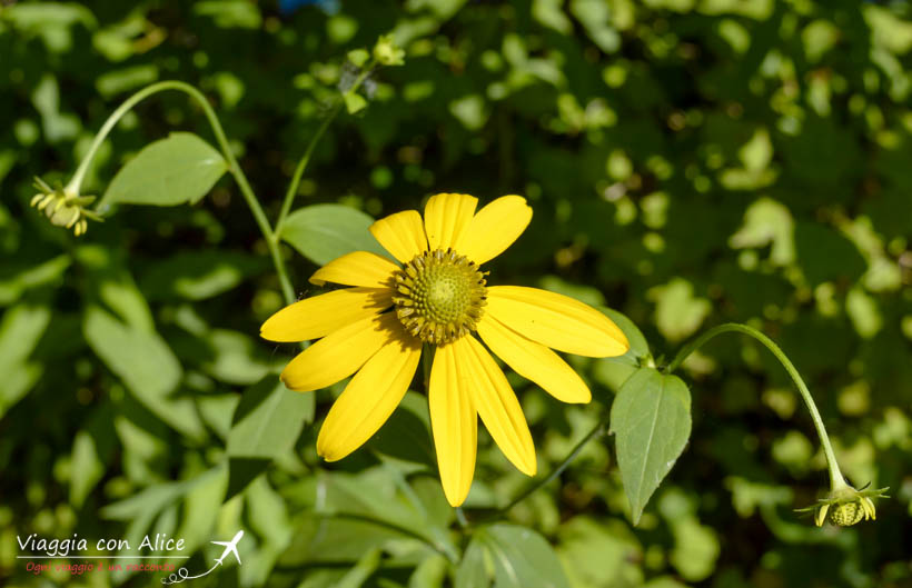 Museo Diffuso Angera Viaggia Con Alice