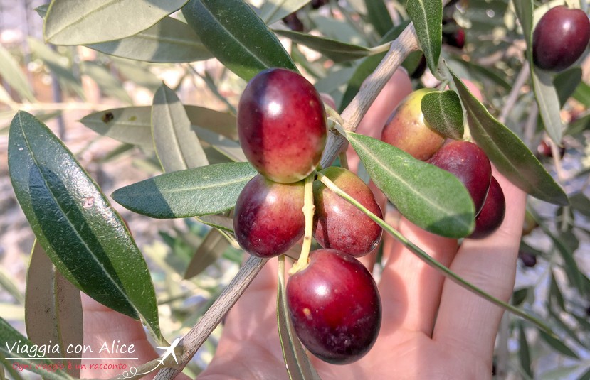 olive marchigiane Viaggia Con Alice