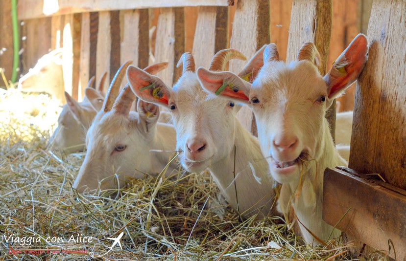 animali maso lechnerhof