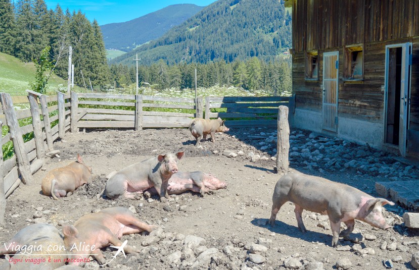 Cosa mangiare in Trentino - Viaggia Con Alice
