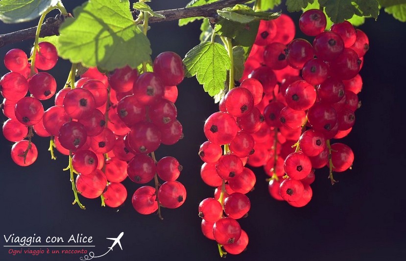 Cosa mangiare in Trentino - Viaggia Con Alice