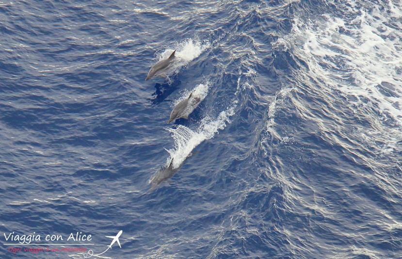 delfini msc crociere