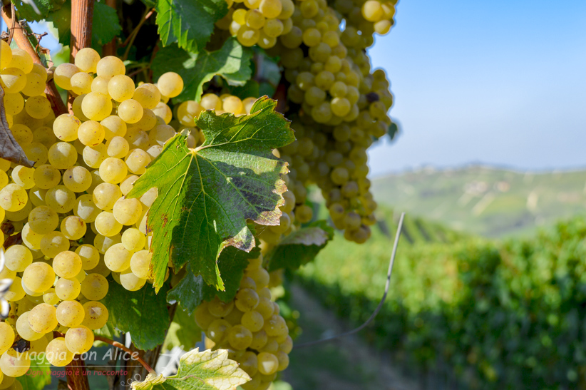 cosa vedere nelle langhe