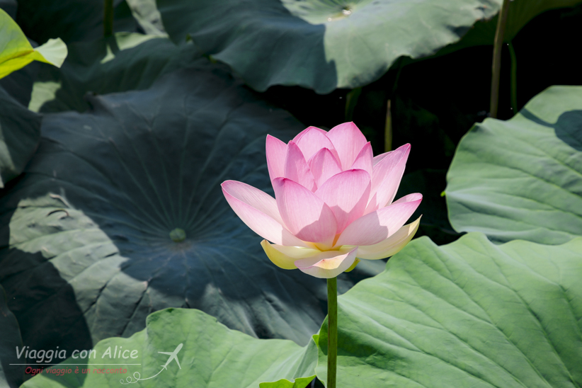 fiori di loto Mantova