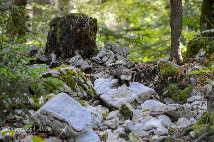 slovenian bears