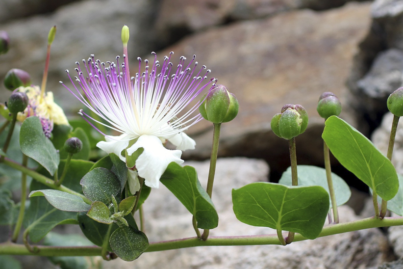 Cosa vedere a Pantelleria