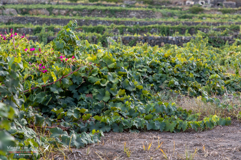 zibibbo di pantelleria